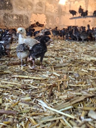 દેશી સોનાલી ના બચ્ચા બેસવાના છે