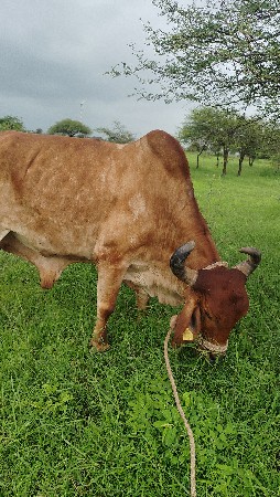 4 ઘર ના છે