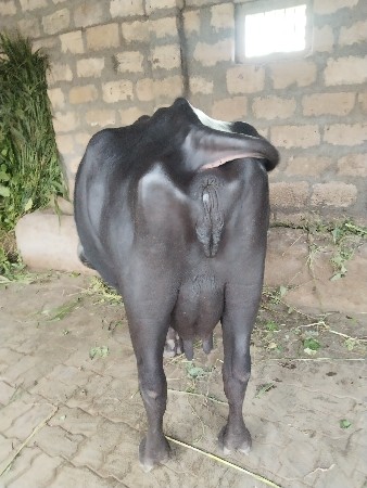 ભેંસ વેચવાની છે
