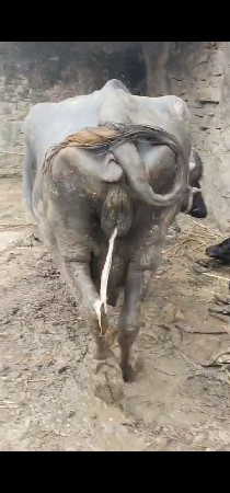 ભેંસ વેચવાની છે