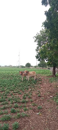 ગોંડલા. વેચવાના છે ફોલજવાબાદારી