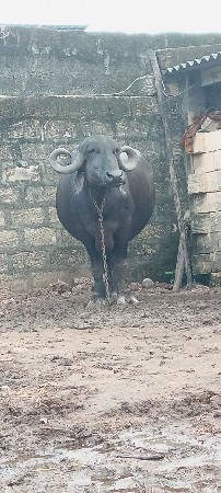 ભેંસ વેચવાની છે