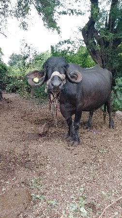 ભેંસ વેચવાની છે