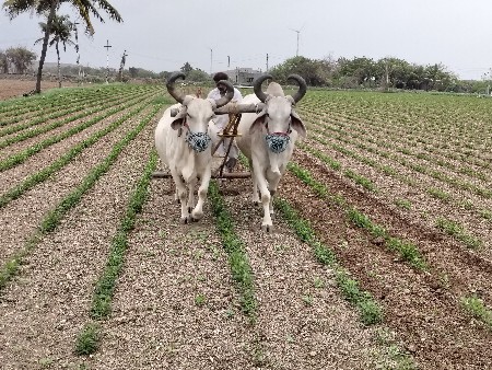 બડધ વેચવા ના છે