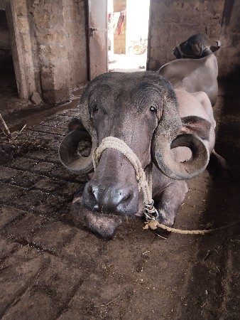 જાફરાબાદી ભેંસ