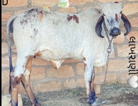 આ બેય વાછડી વેચવાની છે
