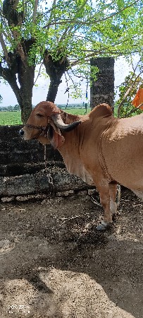 ગાય વેચવાની છે