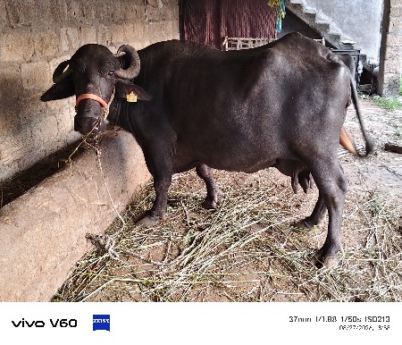 ભેંસ વેચવાની છે