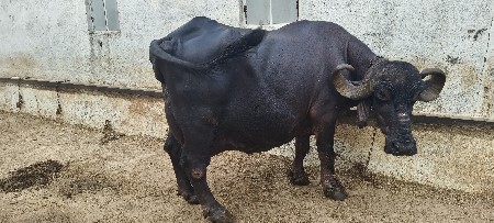 ચોથું વેતર 09 થી 10 લીટર દૂધ