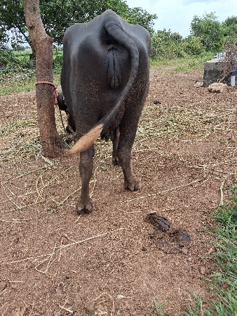 ભેંસ વેચવાની છે