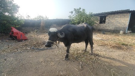 ભેંસ વેચવાની છે