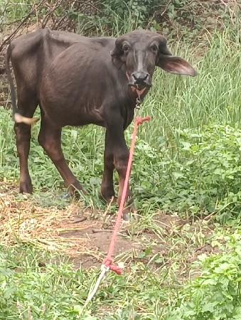 જાફરી પાડી વેચવાનિ છે