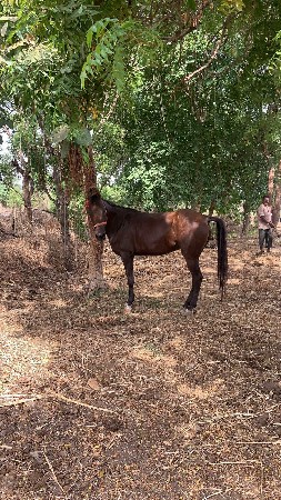 આ ઘોડીવેચવાનીશે બાલભમરીની ચોખી