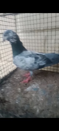 5 kabutar vechvana che