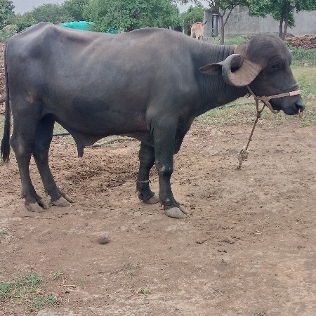 પાડો
