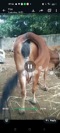 gay pachr desi soji javb dari vari