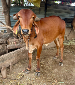 ગીર વાછડી વેચવાની છે