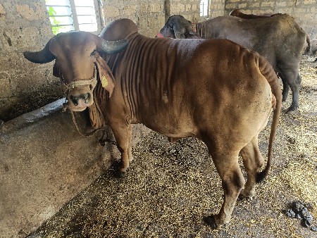 દેશી ગાય વેચવા ની છે.