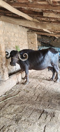 ભેંસ વેચવા ની છે