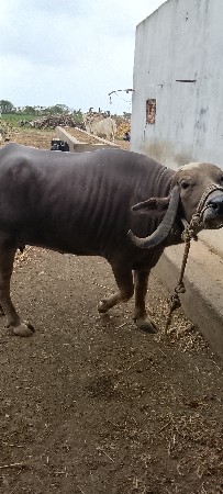ભેસ વેચવાની છે બીજુ વેતર થાહે