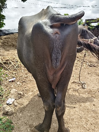 ભેંસ વેચવાની છે વેતર ત્રીજો