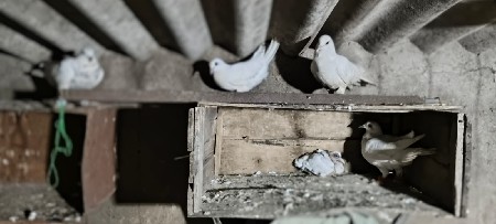 કબુતર દેવાના છે