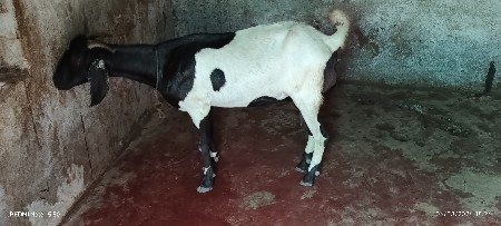 બકરી ત્રણ મહિના ગાભણ છે ભાય
