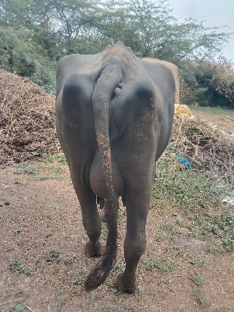 બે ભેંસો વેચવાની છે