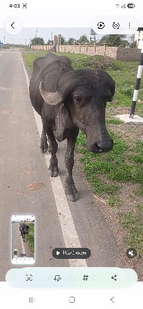 જાફરીપાડીબેવરસનીજનમનીબેઆસરી