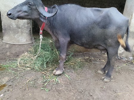Salasar 7 litre dudh Bhartiya Diva