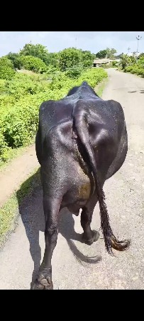 ભેંસ વેચવાની છે