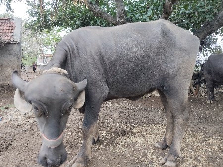 ખડેલી વેચવાની છે