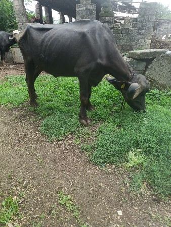 જાફરાબાદી ખડેલી વેચવાની છે