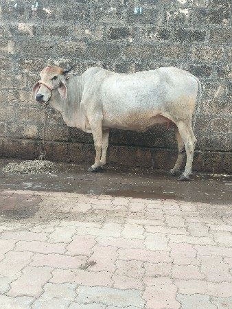 દેશી ગાય વેચવાની છે