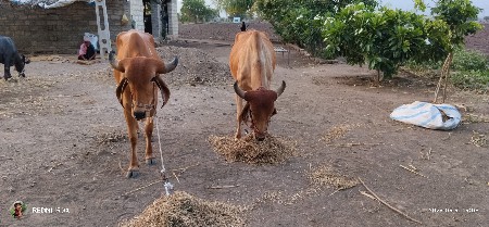 ગોંઢલા બળદ વેચવાના છે