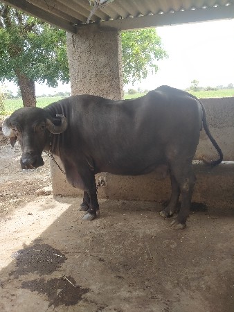 ભેંસ વેચવા ની છે ૧૩૫૦૦૦