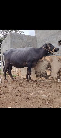 ખડેલી વેશવાની છે
