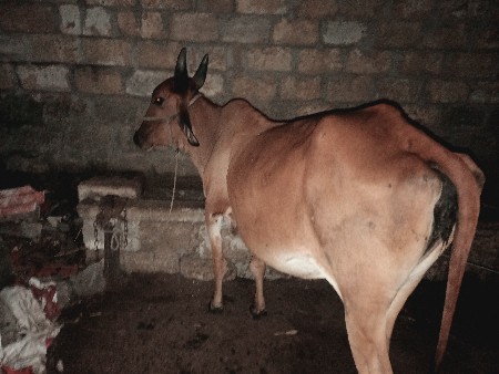 ક્રોસ ગાય વેચવાની છે