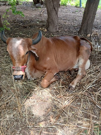 ઞાય