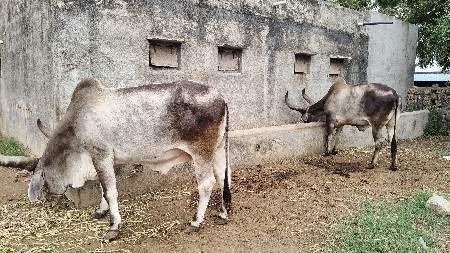 બળદ વેચવાના છે