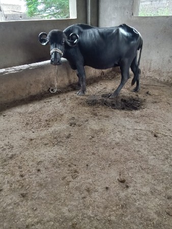 પેલું વેતર