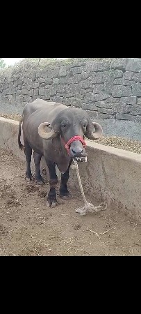 khdelu