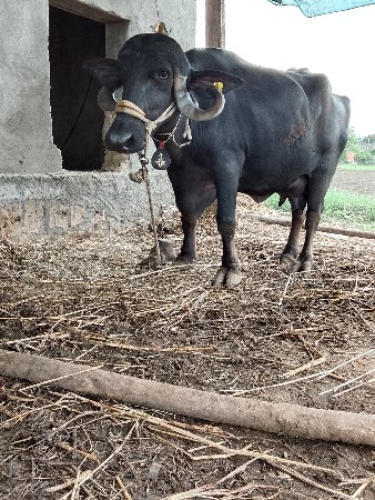વેતર માં 2
