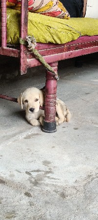 લેબરા ડોગ નો કૂતરો