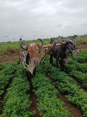 બળદ વેચવાના છે