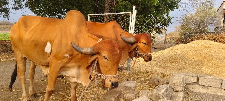 આ બળદ વેચવાના છે