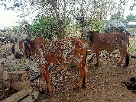 આ  ગોઢલા વેચવાના  છે‌.