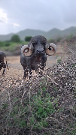 વેચવાની સે