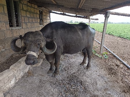 ભેસ વેચવાની છે