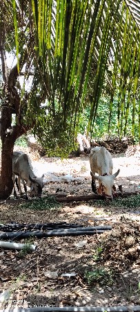 ગોઢલા વેસવાના છે.